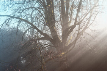 entre la brume et le soleil