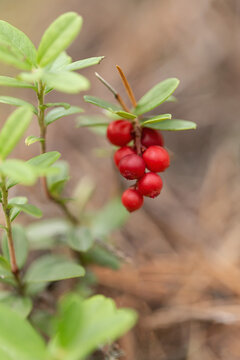 Bor&oacute;wka brusznica ( Vaccinium vitis-idaea ), świeże, zdrowe, naturalne owoce, witaminy, dieta, antocyjany, Roztocze
