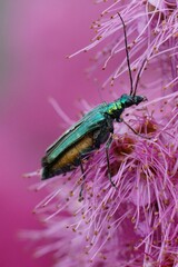 Closeup of the iridescent metallic green colored false oil or th