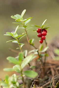 Bor&oacute;wka brusznica ( Vaccinium vitis-idaea ), świeże, zdrowe, naturalne owoce, witaminy, dieta, antocyjany, Roztocze,