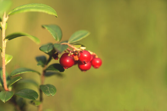Bor&oacute;wka brusznica ( Vaccinium vitis-idaea ), świeże, zdrowe, naturalne owoce, witaminy, dieta, antocyjany, Roztocze