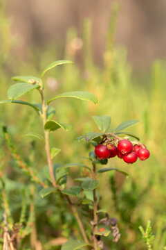 Bor&oacute;wka brusznica ( Vaccinium vitis-idaea ), świeże, zdrowe, naturalne owoce, witaminy, dieta, antocyjany, Roztocze