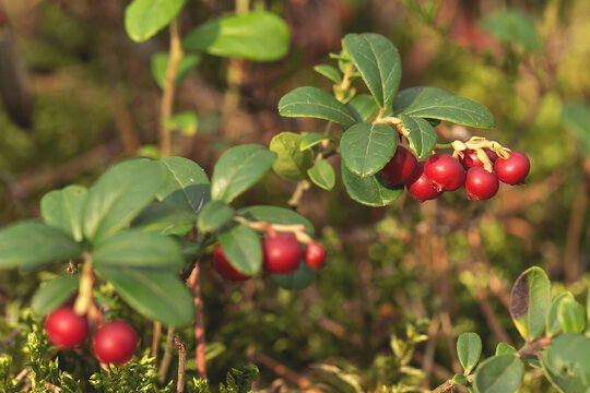 Bor&oacute;wka brusznica ( Vaccinium vitis-idaea ), świeże, zdrowe, naturalne owoce, witaminy, dieta, antocyjany, Roztocze