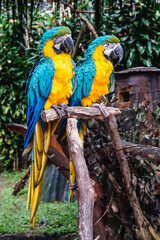 blue parrot birds sitting on a log wood
