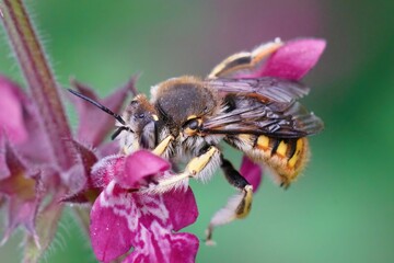 Closeup on a male European woolcarder bee, Anthidium manicatum sitting on a purple Stachys flower