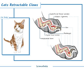 Cat Retractable claws