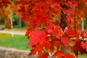 Tree with red leaves in autumn park, closeup