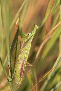Modliszka zwyczajna (mantis religiosa) w Polsce, Roztocze, lubelskie, rezerwat Jęzior 
