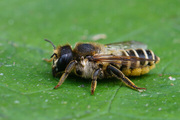Closeup of a female leafcutter bee , Megachile ericetorum sitting on a green leaf