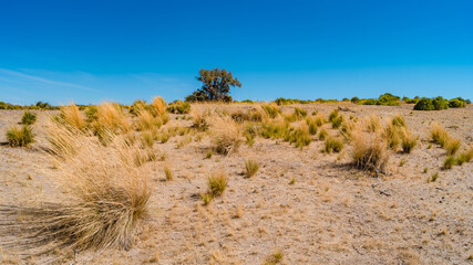 Panoramic over arid pampas coastline at Atlantic ocean in Nature Reserve Punta Tombo known for...