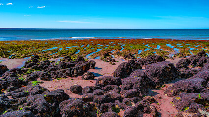 Beautiful and colorful Atlantic coastline in peninsula Valdes with sandstone cliffs at low tide with red alga, seashells and rocks, Patagonia, Argentina, summer