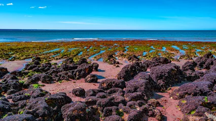 Foto op Canvas Beautiful and colorful Atlantic coastline in peninsula Valdes with sandstone cliffs at low tide with red alga, seashells and rocks, Patagonia, Argentina, summer © neurobite