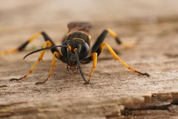 Closeup on Yellow-legged Mud-dauber Wasp, Sceliphron caementarium sitting on wood