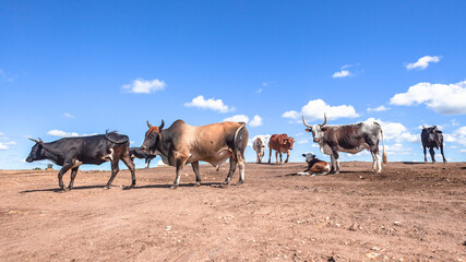 Farm Cattle Animal Herd On Bare Earth Grass Fields Gone Due To Construction and Industrial...