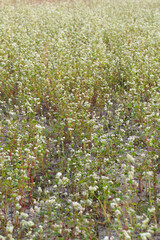 Gryka zwyczajna (Fagopyrum esculentum), kwitnąca gryka, uprawa gryki, roślina miododajna, pszczelarstwo, 
 - obrazy, fototapety, plakaty