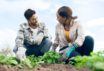 Farming, agriculture and couple doing gardening together with plants in soil for sustainability on...