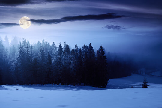 mountain landscape on a foggy night. beautiful winter scenery with spruce trees on a snow covered hill in full moon light