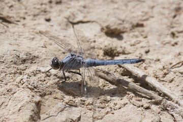 Closeup on the Southern Skimmer dragonfly, Orthetrum brunneum sitting on a stone