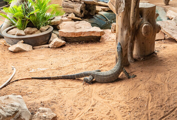 Large  monitor lizard in an aviary in Gan Guru kangaroo park in Kibutz Nir David in the north of...