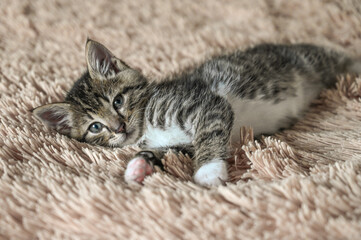 Fototapeta na wymiar Cute little kitten on a soft blanket.