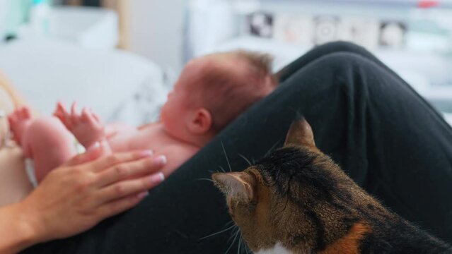 Intrigued indoor tabby cat checking on new family member - little infant baby boy lying on his mother's lap. Pets getting used to new environment. High quality 4k footage