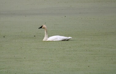 Picturesque view of white tundra swan in lake covered with green algae