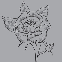 hand drawn rose