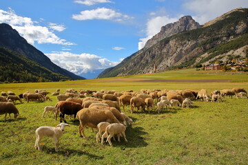 A flock of sheep in Ceillac village, with Saint Cecile church in the background, Ceillac, Queyras Regional Natural Park, Southern Alps, France