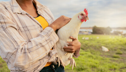 Woman, chicken farmer and countryside farm of sustainable food, organic livestock farming and...