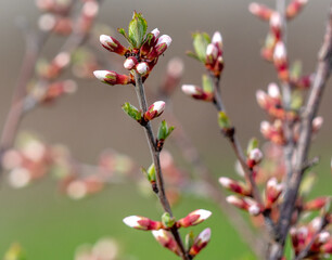 Closed flowers in buds on a cherry tree in spring.