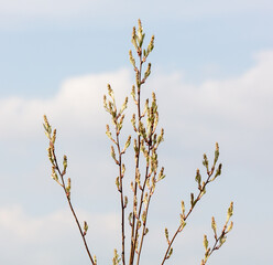 Opening buds with flowers on a tree branch in spring.
