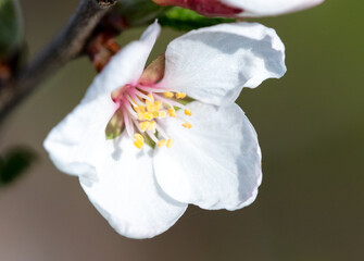 Cherry blossoms on a tree in spring.