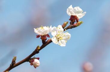 White flowers on an apricot tree against a blue sky.