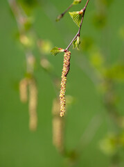 Flowers on birch branches in spring.