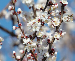 White flowers on an apricot tree against a blue sky.