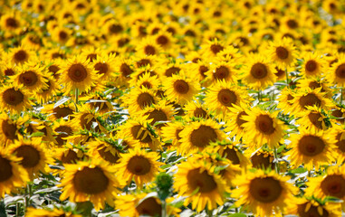 Fototapeta premium Yellow flowers of sunflowers as a background.
