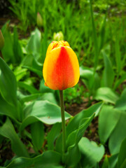 Red tulip flower in nature in spring.
