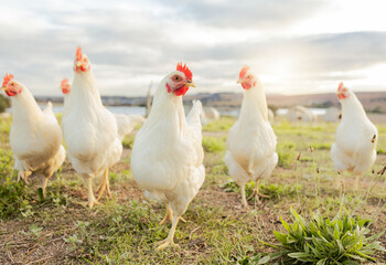 Agriculture, sustainability and food with chicken on farm for organic, poultry and livestock...
