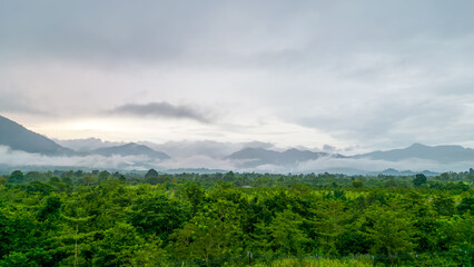 Fototapeta na wymiar The Mountain Forest on Background of cloudy