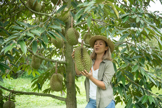 Happy young asian woman farmer holding durian in plantation on the durian tree in orchard, Durian production from farms in Thailand is a king of fruit in Thailand.
