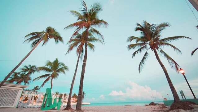 Beautiful Tall coconut palm trees on the sandy beach in Florida. Row Palms on the ocean shore. Sunny blue sky, Amazing Summer sea nature landscape background. High quality 4k footage