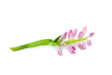 Eichhornia crassipes flower (Water hyacinth, Floating water hyacinth) isolated on white background.