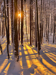 Magical winter golden light in alpine forest covered with fresh blanket of snow