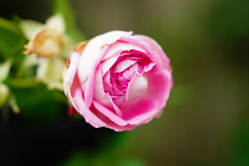 ピンク色のバラの蕾