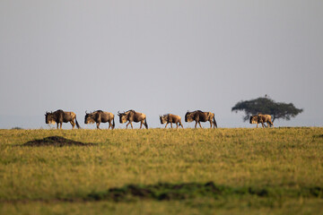 Blue Wildebeest crossing the Mara River during the annual migration in Kenya	