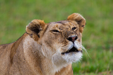 Young lioness on her own, calls out to the pride in the Masai Mara, Kenya
