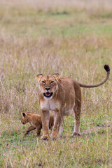 Lions cubs playing under the protection of their mother in the Masai Mara in Kenya	