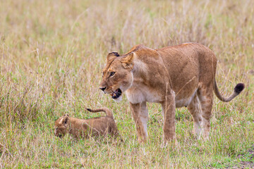 Obraz na płótnie Canvas Lions cubs playing under the protection of their mother in the Masai Mara in Kenya 