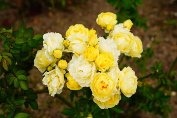 黄色い薔薇の花