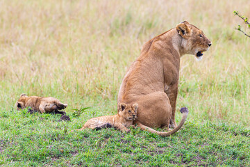 Fototapeta na wymiar Lions cubs playing under the protection of their mother in the Masai Mara in Kenya 